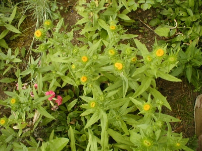 1437522018_inula 96.jpg